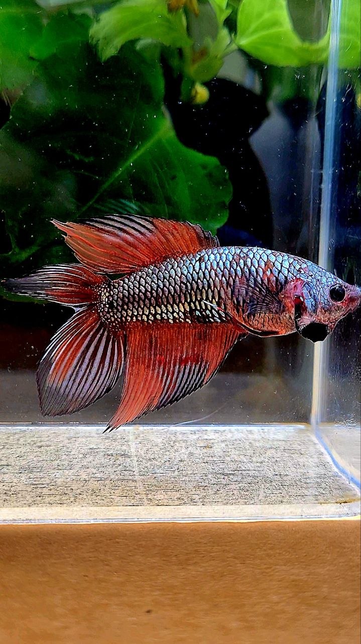 FEMALE VEILTAIL DOUBLE TAIL COPPER ORANGE MULTICOLOR BETTA FISH