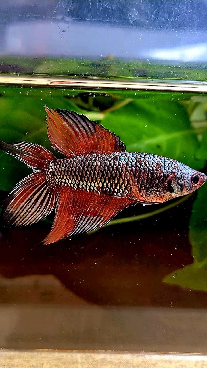 FEMALE VEILTAIL DOUBLE TAIL COPPER ORANGE MULTICOLOR BETTA FISH