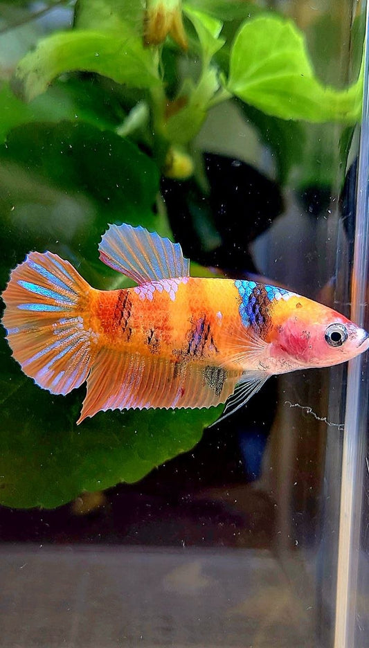 FEMALE PLAKAT ORANGE GALAXY MULTICOLOR BETTA FISH