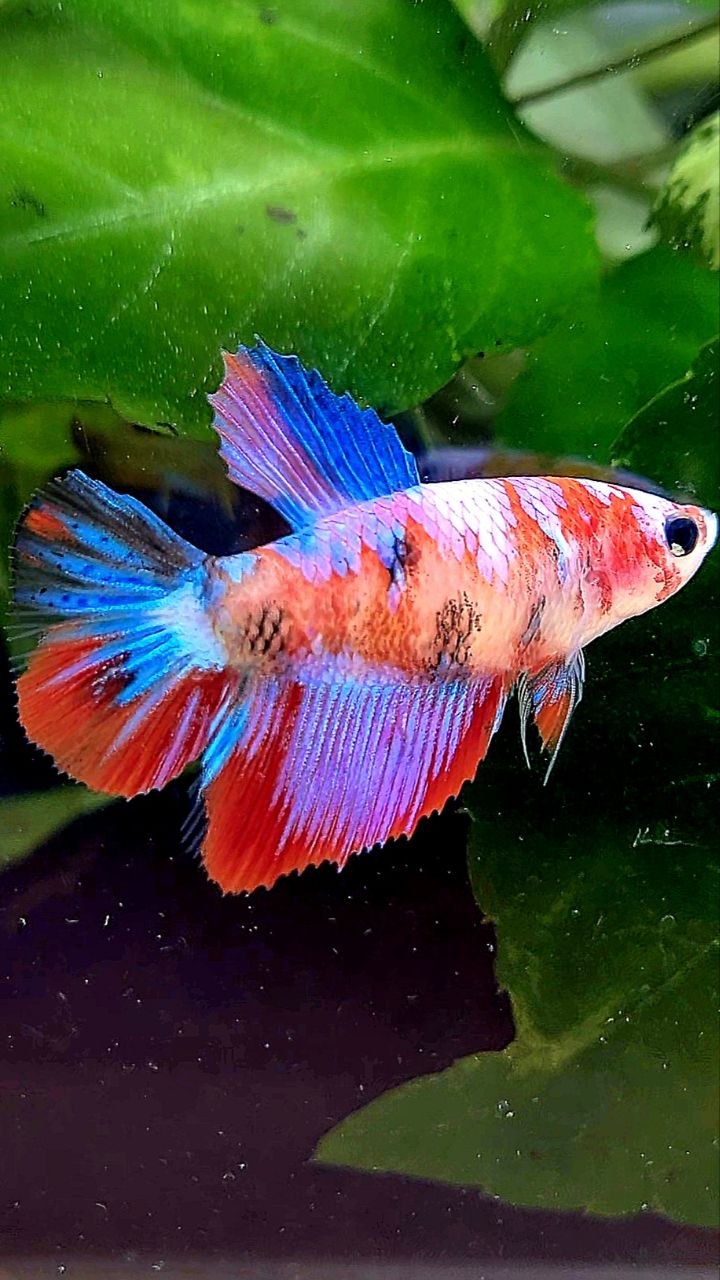 FEMALE HALFMOON RED PURPLE GALAXY MULTICOLOR BETTA FISH