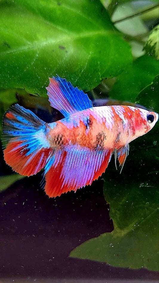 FEMALE HALFMOON RED PURPLE GALAXY MULTICOLOR BETTA FISH