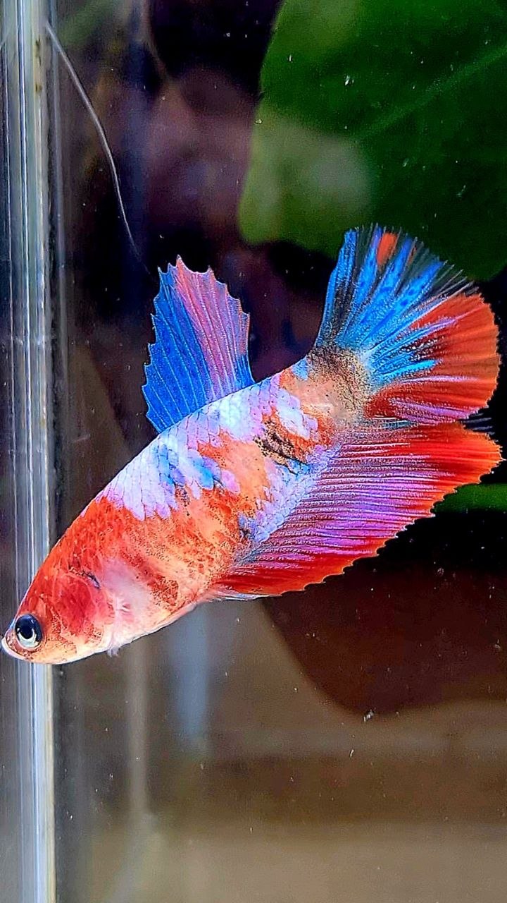 FEMALE HALFMOON RED PURPLE GALAXY MULTICOLOR BETTA FISH