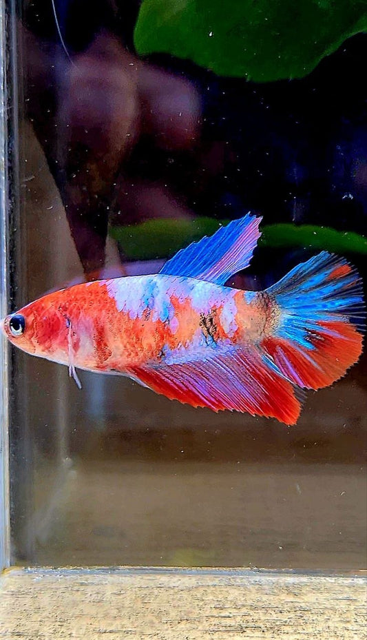 FEMALE HALFMOON RED PURPLE GALAXY MULTICOLOR BETTA FISH