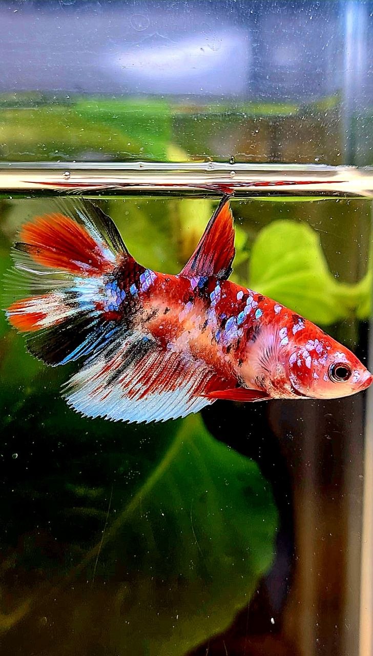 FEMALE HALFMOON RED WHITE BLACK GALAXY MULTICOLOR BETTA FISH