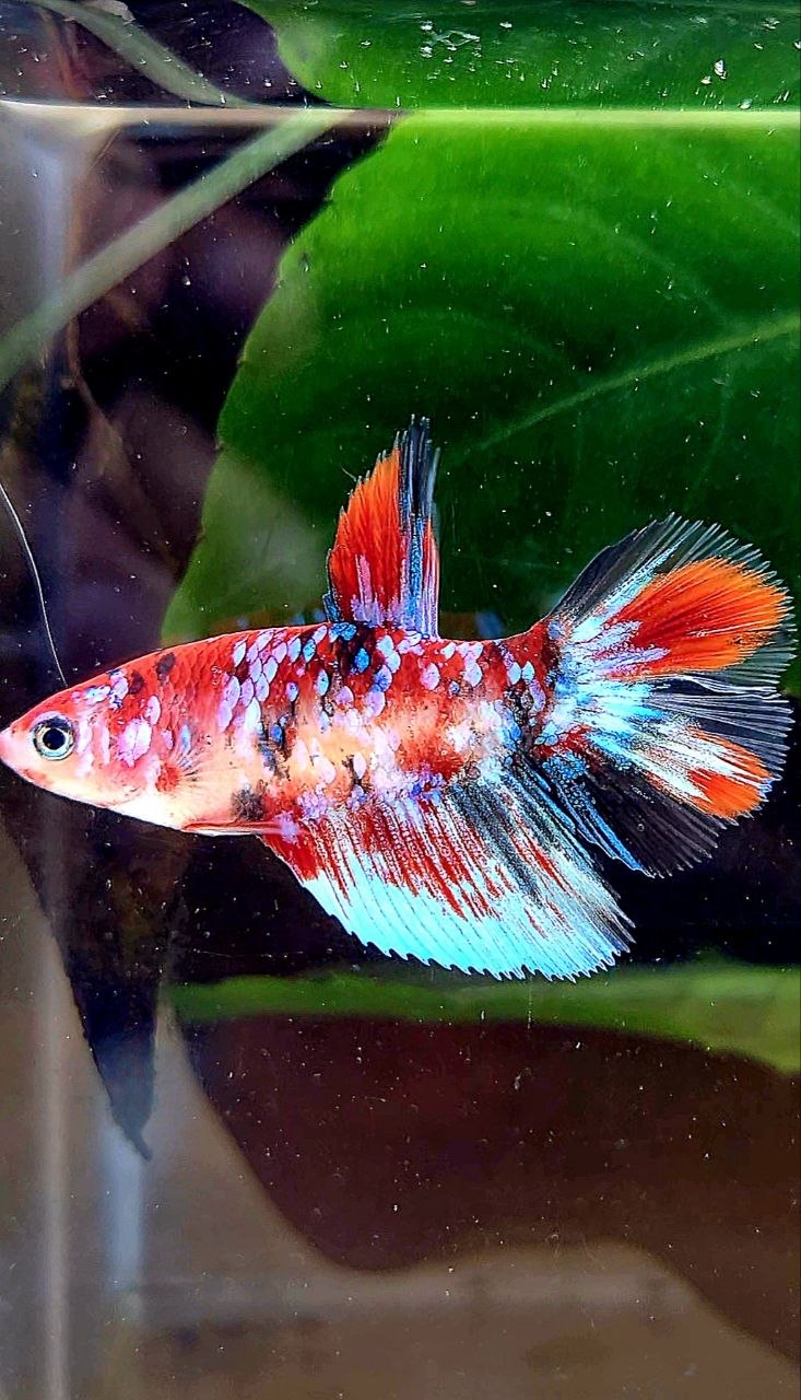 FEMALE HALFMOON RED WHITE BLACK GALAXY MULTICOLOR BETTA FISH