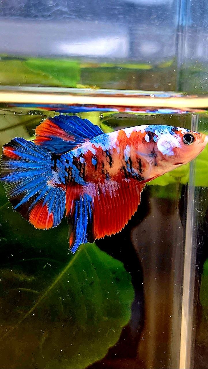 FEMALE HALFMOON RED KOI GALAXY MULTICOLOR BETTA FISH