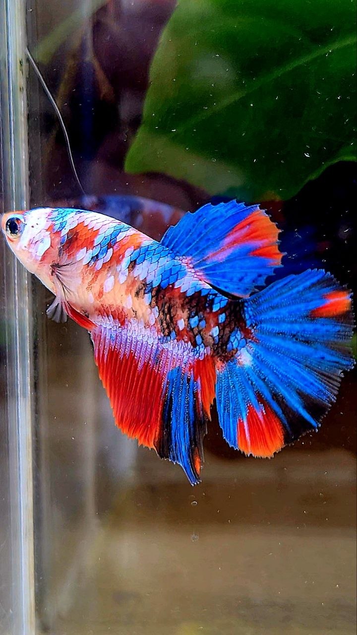 FEMALE HALFMOON RED KOI GALAXY MULTICOLOR BETTA FISH
