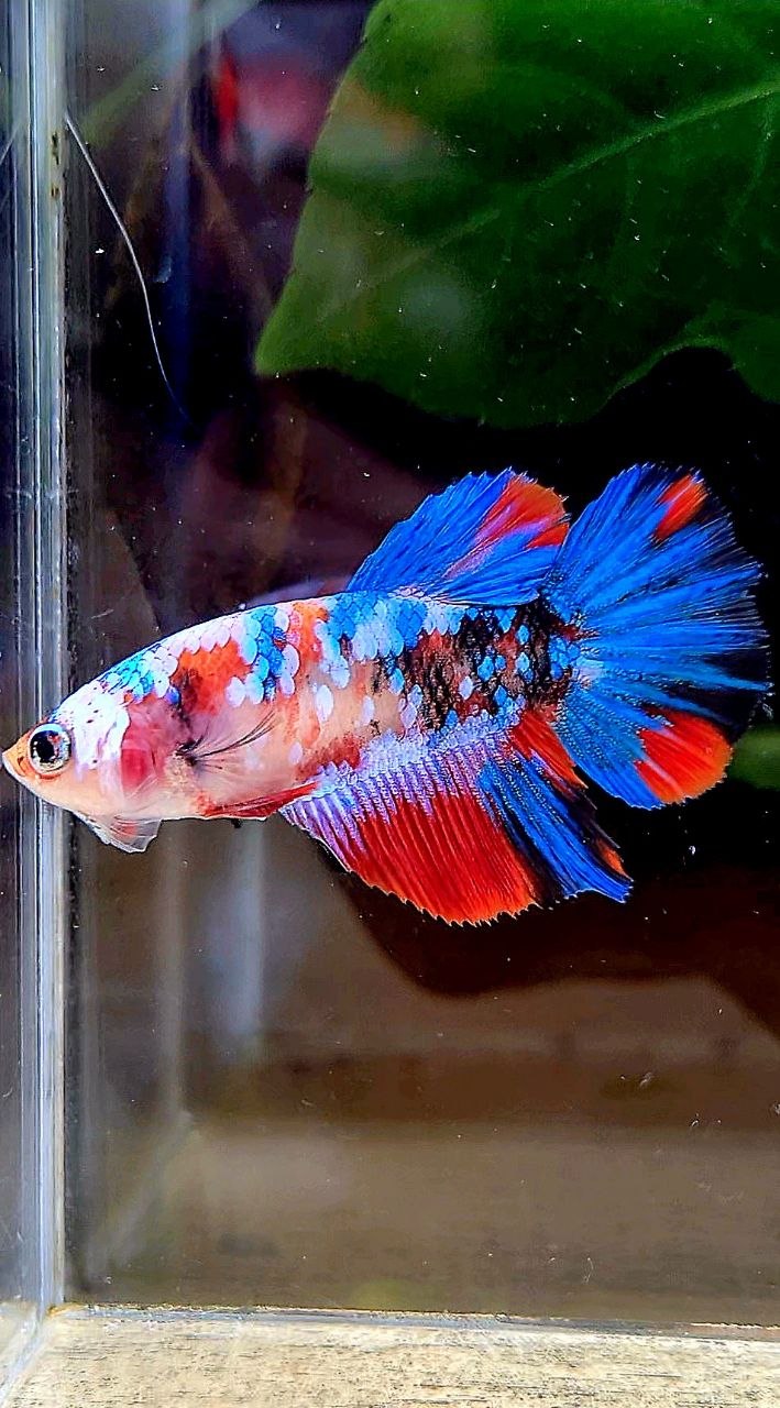 FEMALE HALFMOON RED KOI GALAXY MULTICOLOR BETTA FISH