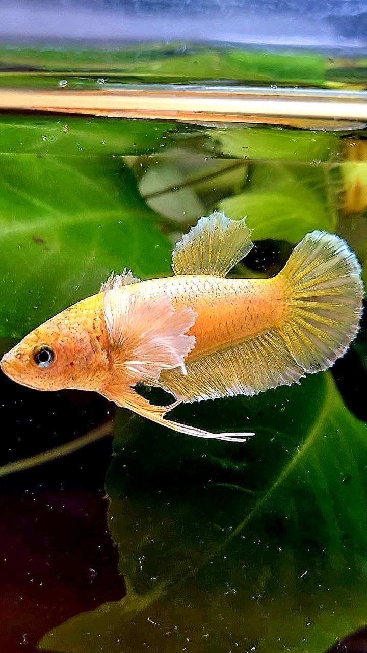 FEMALE PLAKAT DUMBO EAR GOLD BETTA FISH