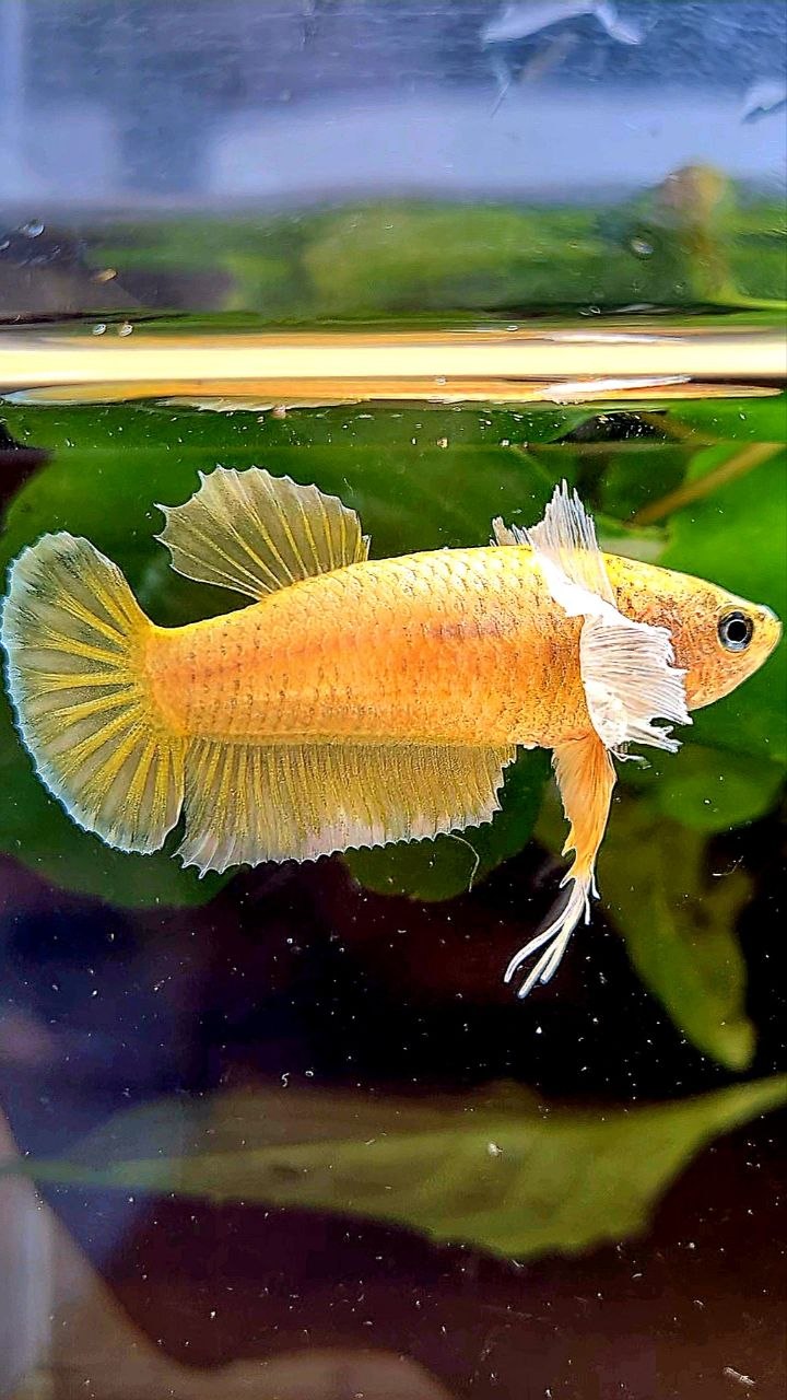 FEMALE PLAKAT DUMBO EAR GOLD BETTA FISH