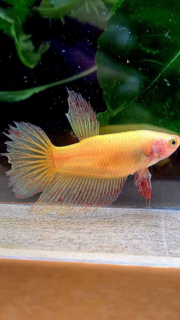 FEMALE HALFMOON SUPER VANDA YELLOW BETTA FISH