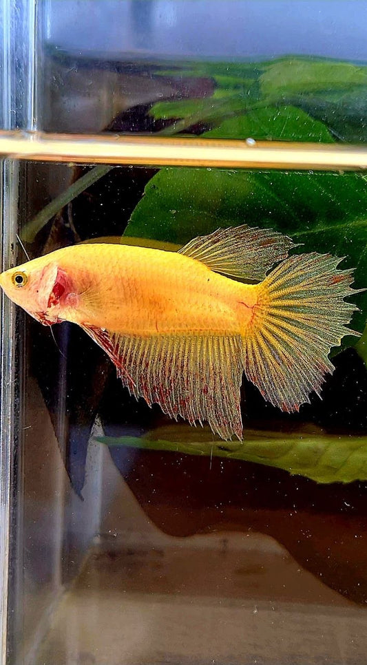 FEMALE HALFMOON SUPER VANDA YELLOW BETTA FISH