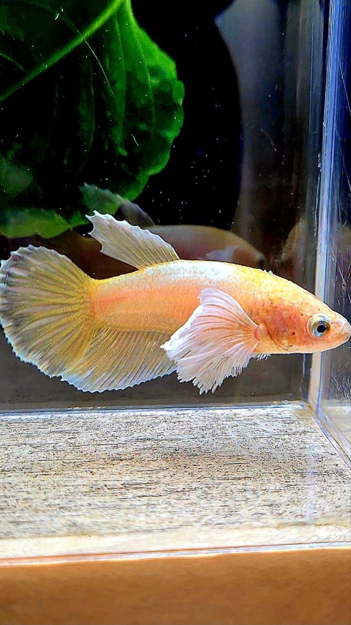 FEMALE HALFMOON SUPER DUMBO EAR GOLD BETTA FISH