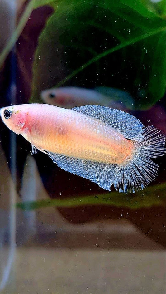 FEMALE PLAKAT DOUBLE TAIL TRANSPARENT CELLOPHANE BETTA FISH