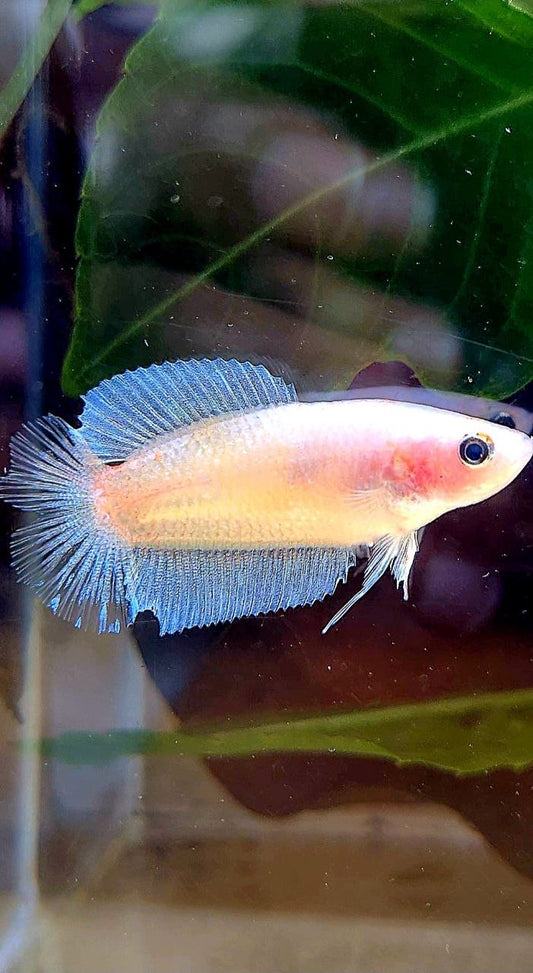 FEMALE PLAKAT DOUBLE TAIL TRANSPARENT CELLOPHANE BETTA FISH