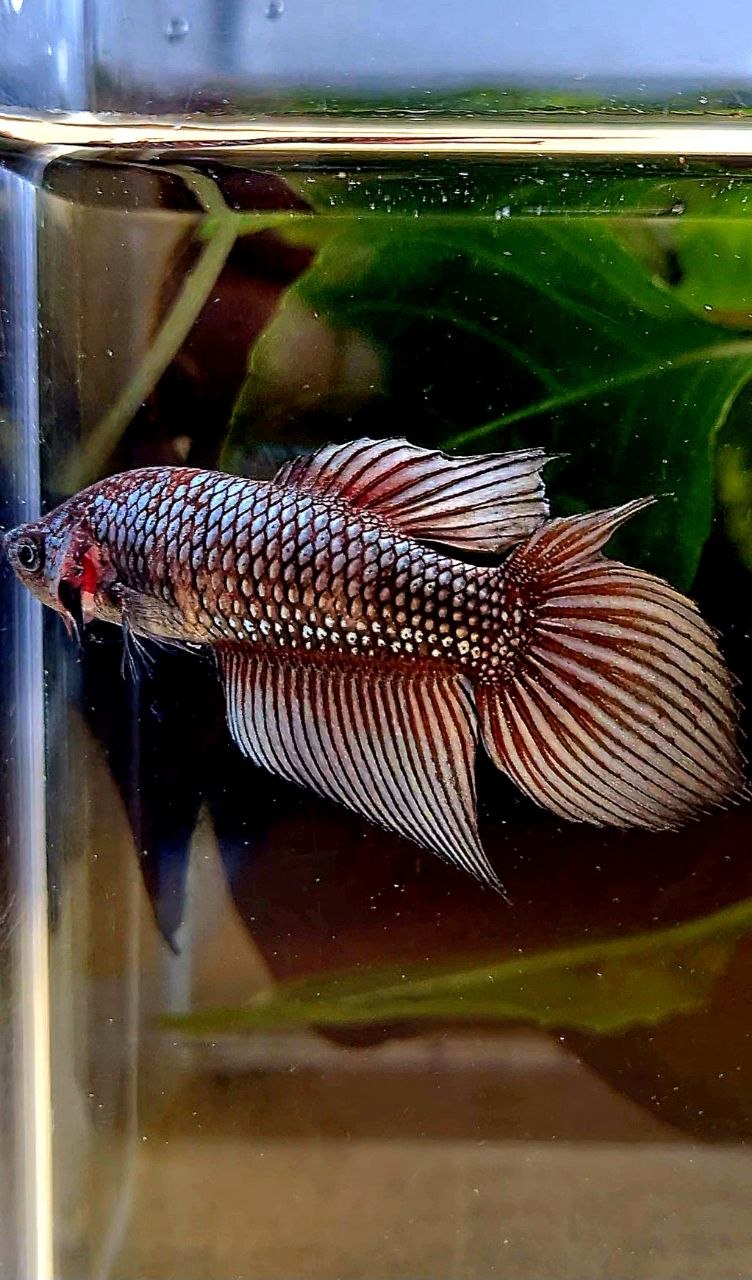 FEMALE VEILTAIL DOUBLE TAIL COPPER FANCY DARK BETTA FISH