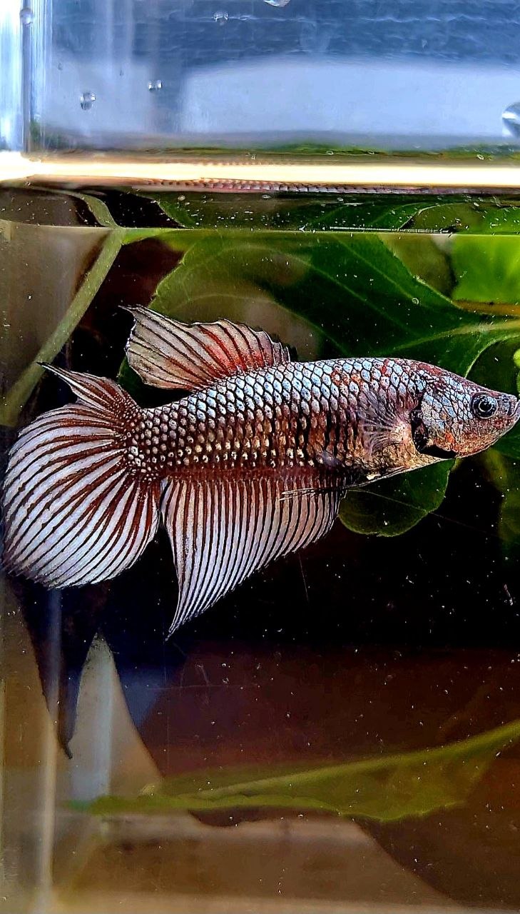 FEMALE VEILTAIL DOUBLE TAIL COPPER FANCY DARK BETTA FISH