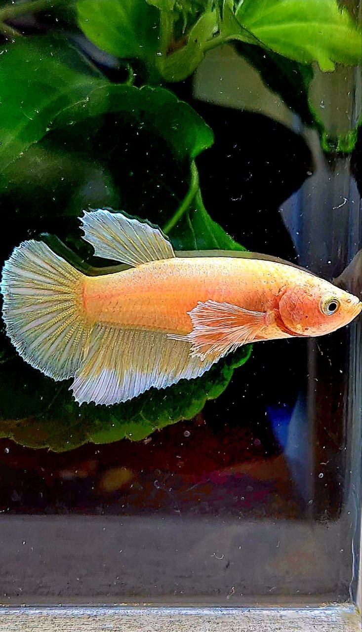 FEMALE HALFMOON BIG EAR GOLD BETTA FISH