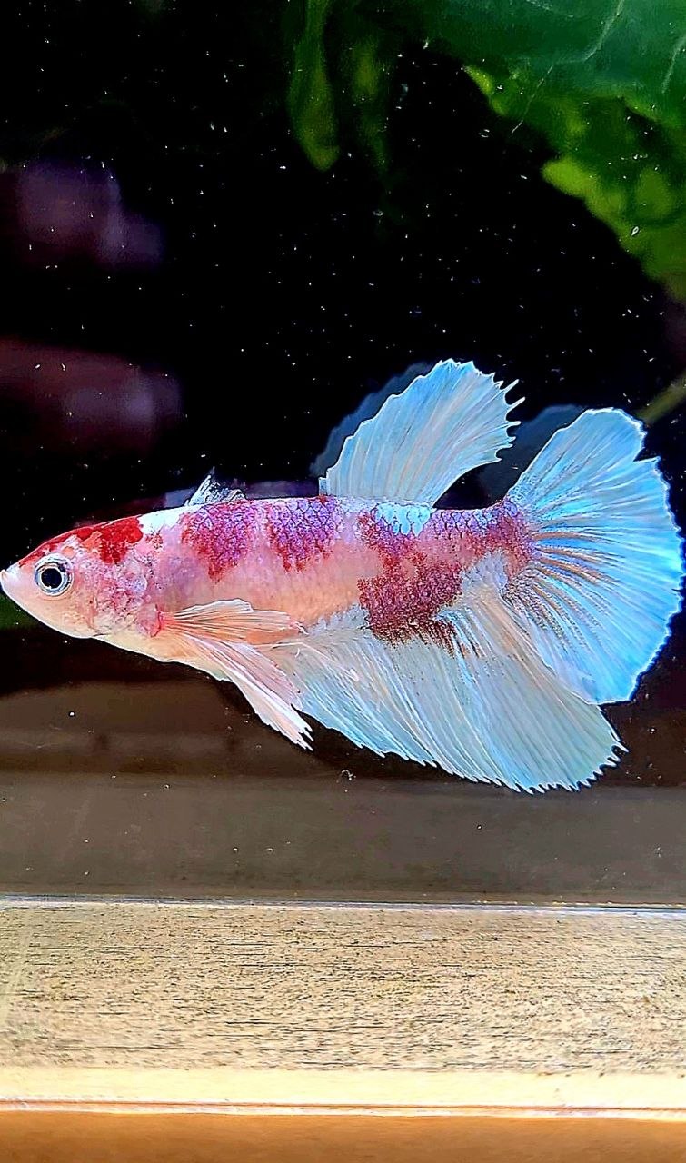 FEMALE HALFMOON DUMBO EAR WHITE RED MULTICOLOR BETTA FISH