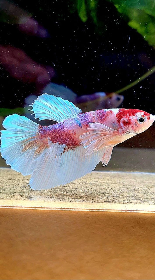 FEMALE HALFMOON DUMBO EAR WHITE RED MULTICOLOR BETTA FISH