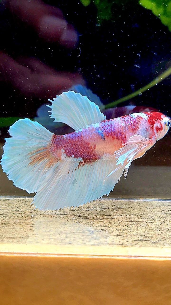 FEMALE HALFMOON DUMBO EAR WHITE RED MULTICOLOR BETTA FISH