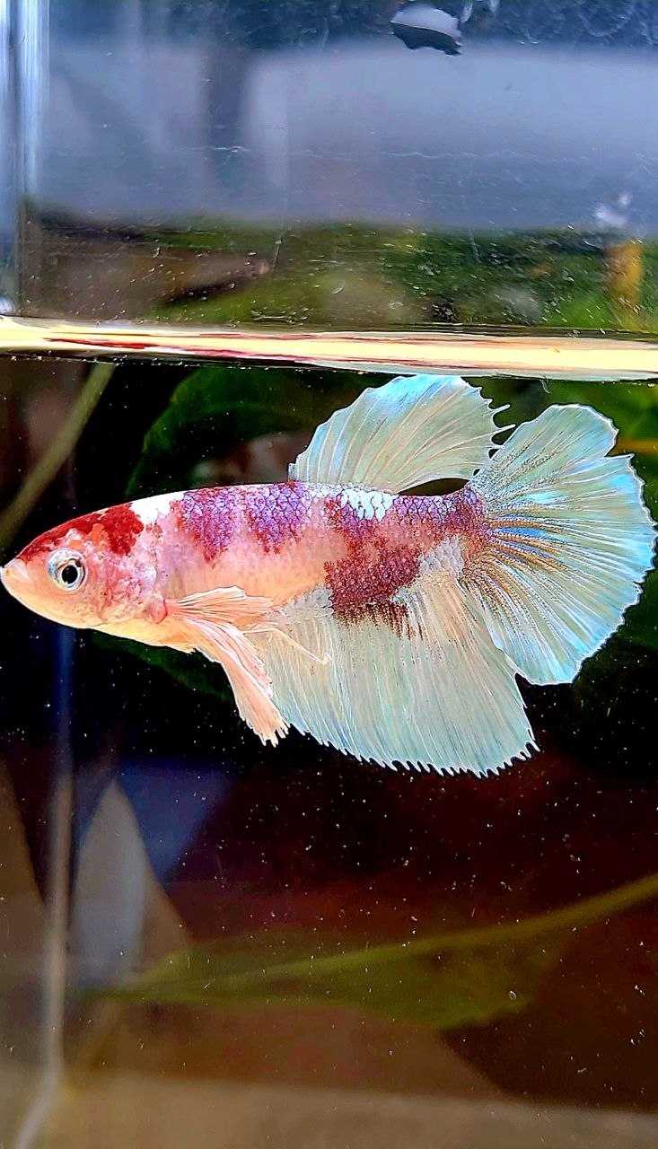 FEMALE HALFMOON DUMBO EAR WHITE RED MULTICOLOR BETTA FISH