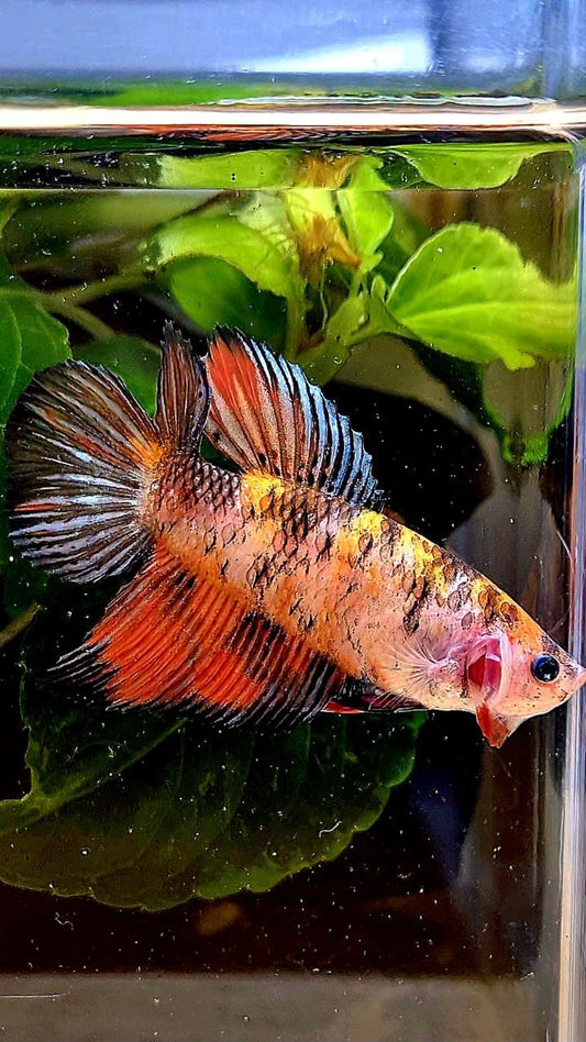 FEMALE VEILTAIL DOUBLE TAIL ORANGE BLACK COPPER MULTICOLOR BETTA FISH