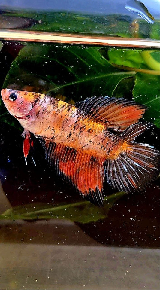 FEMALE VEILTAIL DOUBLE TAIL ORANGE BLACK COPPER MULTICOLOR BETTA FISH