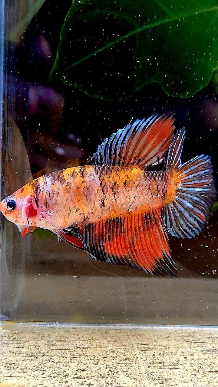 FEMALE VEILTAIL DOUBLE TAIL ORANGE BLACK COPPER MULTICOLOR BETTA FISH