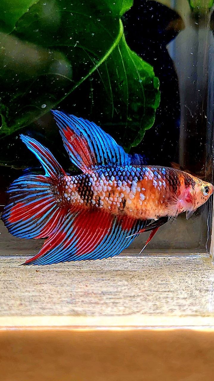 FEMALE VEILTAIL DOUBLE TAIL METALLIC MULTICOLOR BETTA FISH