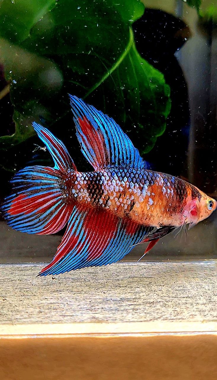 FEMALE VEILTAIL DOUBLE TAIL METALLIC MULTICOLOR BETTA FISH