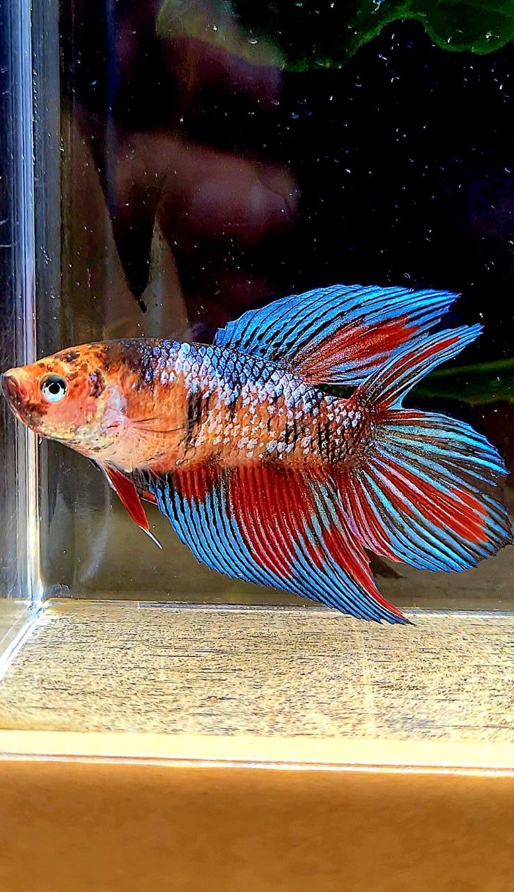 FEMALE VEILTAIL DOUBLE TAIL METALLIC MULTICOLOR BETTA FISH
