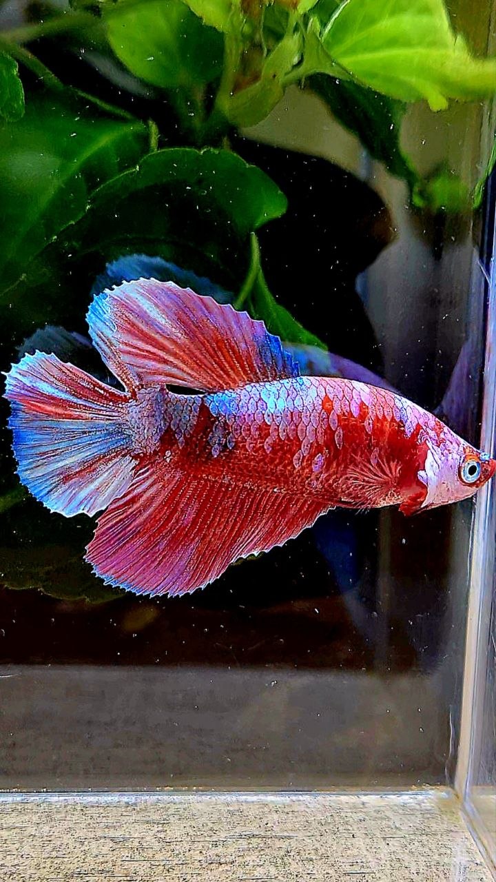 FEMALE HALFMOON DOUBLE TAIL BARONGSAI RED GALAXY MULTICOLOR BETTA FISH