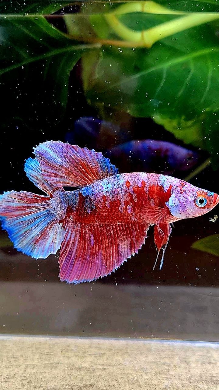 FEMALE HALFMOON DOUBLE TAIL BARONGSAI RED GALAXY MULTICOLOR BETTA FISH