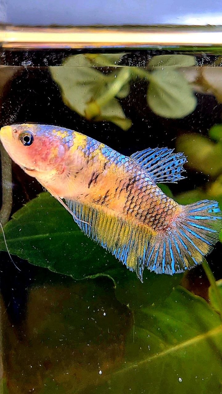FEMALE PLAKAT YELLOW MULTICOLOR BETTA FISH