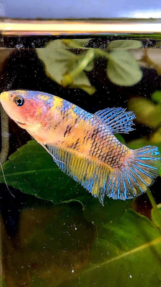 FEMALE PLAKAT YELLOW MULTICOLOR BETTA FISH