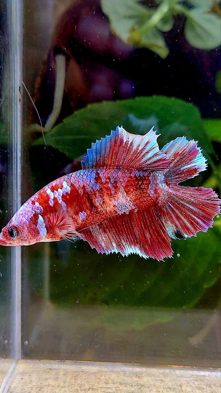 FEMALE HALFMOON DOUBLE TAIL BARONGSAI RED MULTICOLOR BETTA FISH