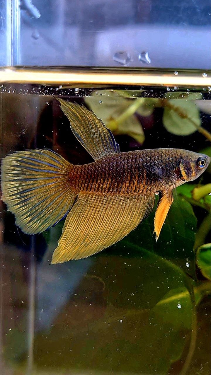 FEMALE HALFMOON BLACK YELLOW MUSTARD GAS BETTA FISH