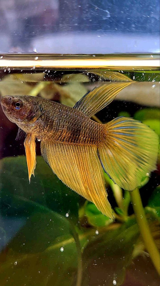 FEMALE HALFMOON BLACK YELLOW MUSTARD GAS BETTA FISH