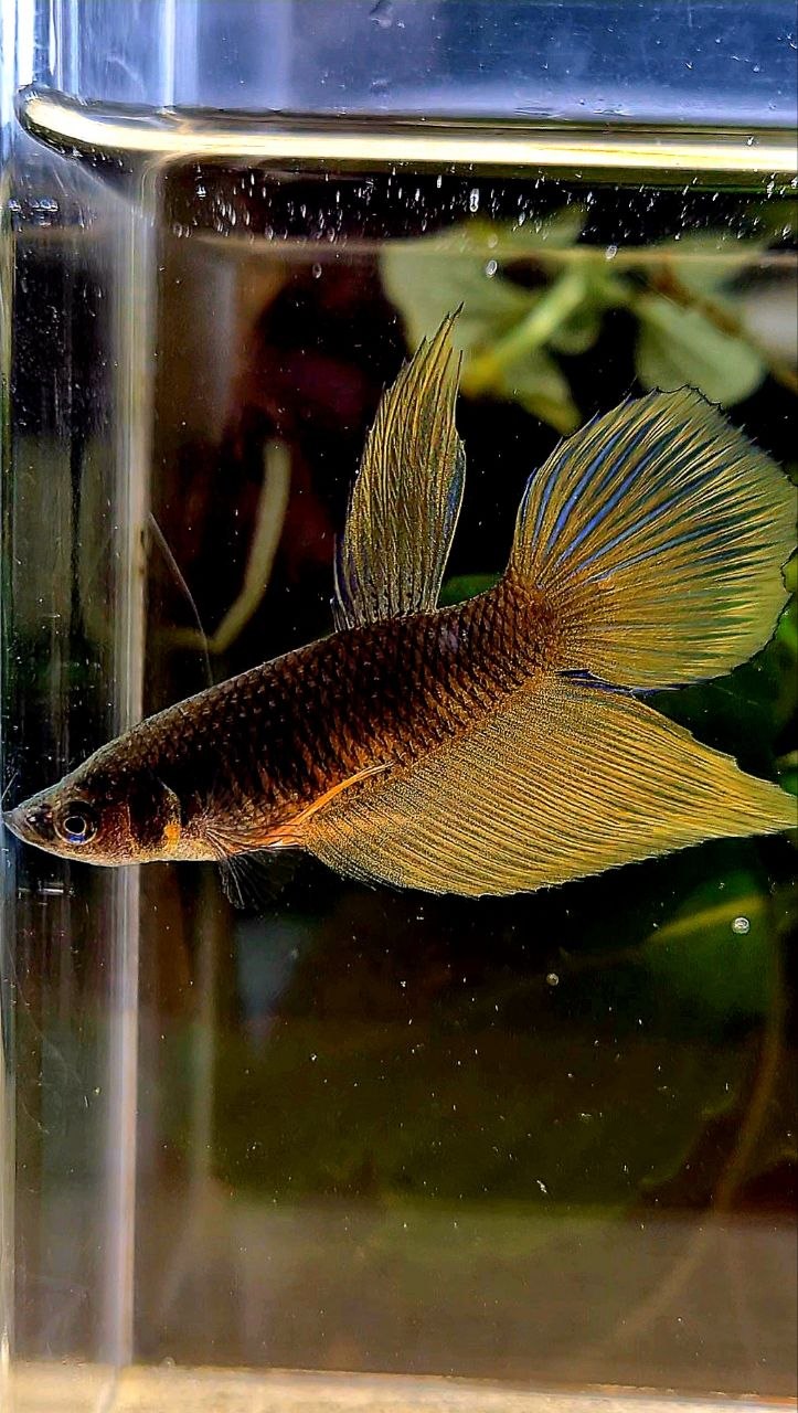 FEMALE HALFMOON BLACK YELLOW MUSTARD GAS BETTA FISH