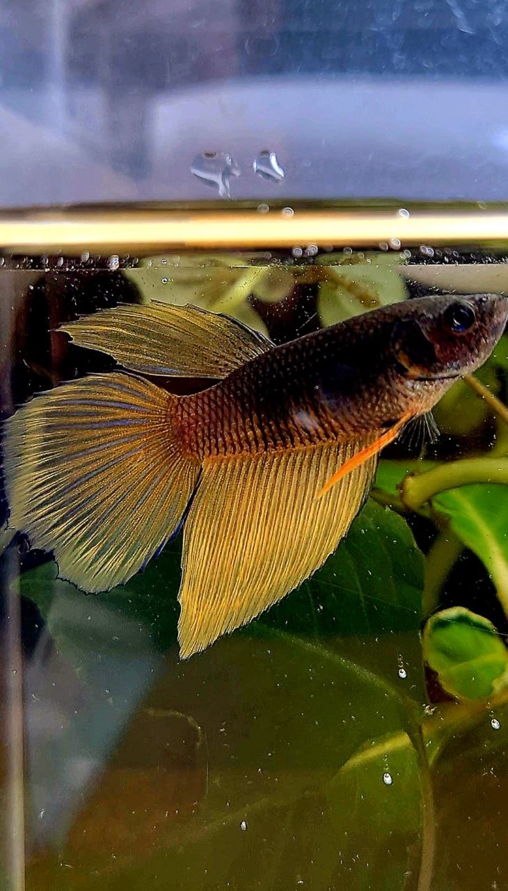 FEMALE HALFMOON BLACK YELLOW MUSTARD GAS BETTA FISH
