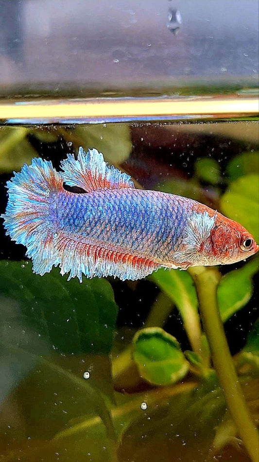 FEMALE PLAKAT BIG EAR FEATHER TAIL BLUE BETTA FISH