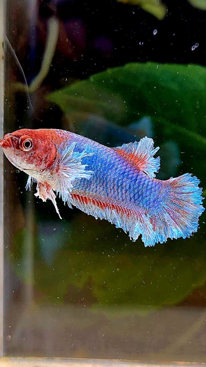 FEMALE PLAKAT BIG EAR FEATHER TAIL BLUE BETTA FISH