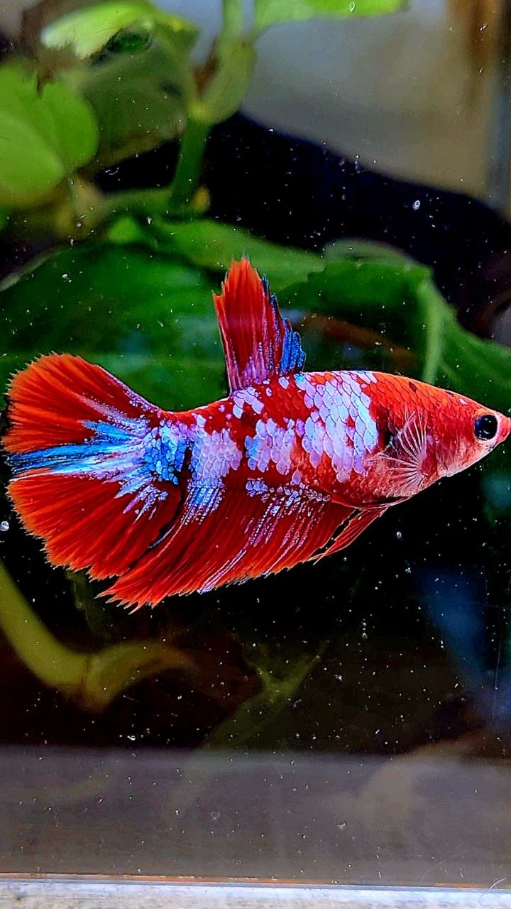 FEMALE HALFMOON RED WHITE GALAXY MULTICOLOR BETTA FISH