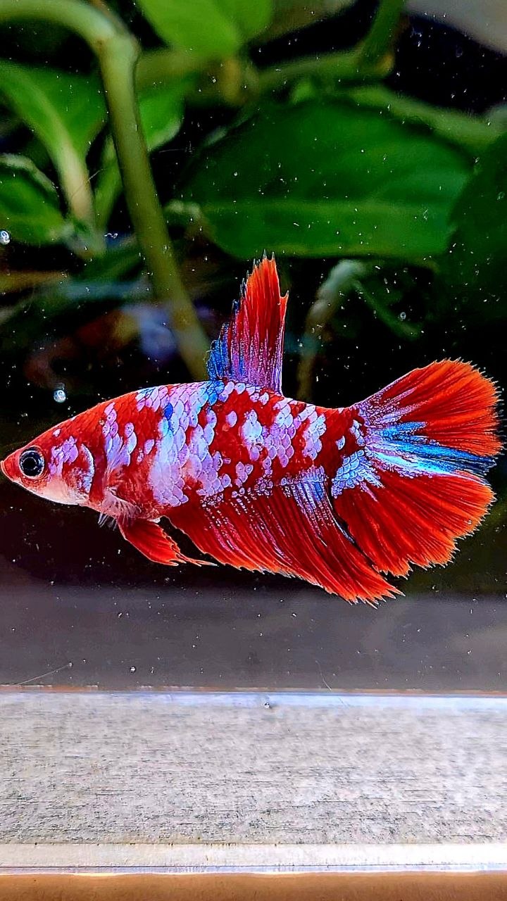 FEMALE HALFMOON RED WHITE GALAXY MULTICOLOR BETTA FISH