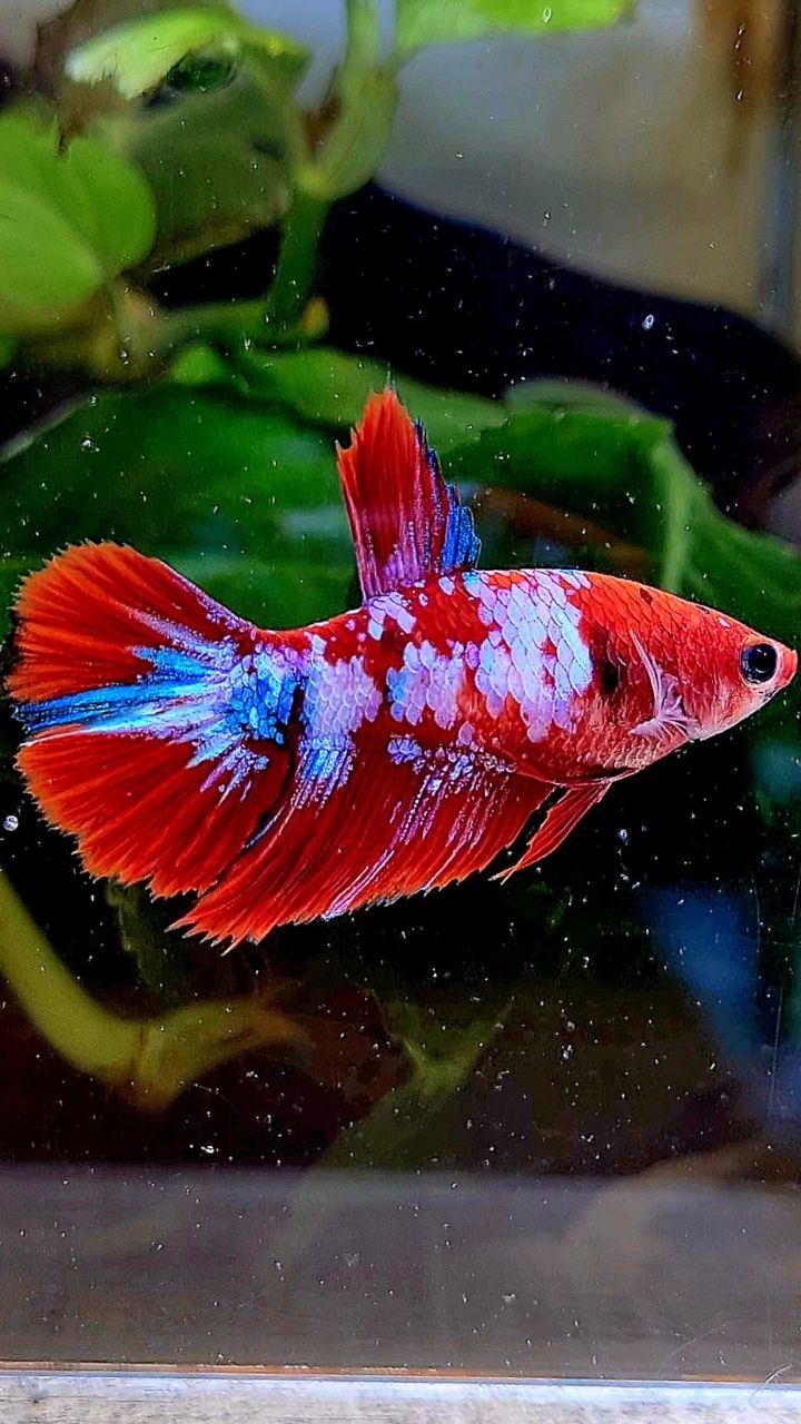 FEMALE HALFMOON RED WHITE GALAXY MULTICOLOR BETTA FISH