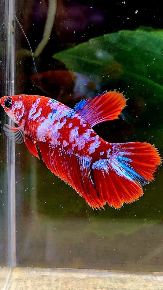 FEMALE HALFMOON RED WHITE GALAXY MULTICOLOR BETTA FISH