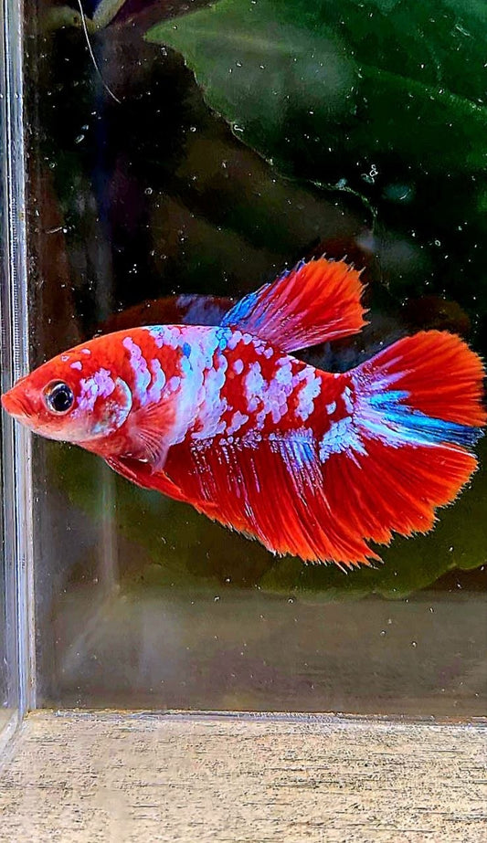 FEMALE HALFMOON RED WHITE GALAXY MULTICOLOR BETTA FISH