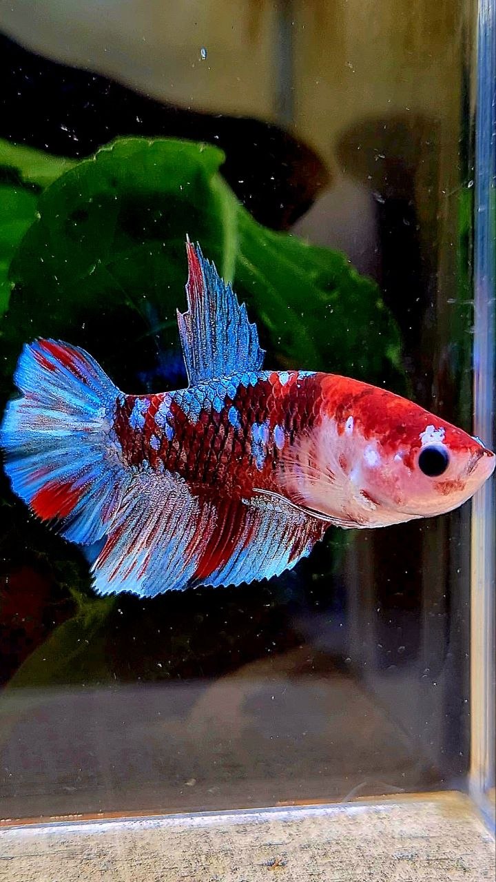 FEMALE HALFMOON RED KOI GALAXY MULTICOLOR BETTA FISH