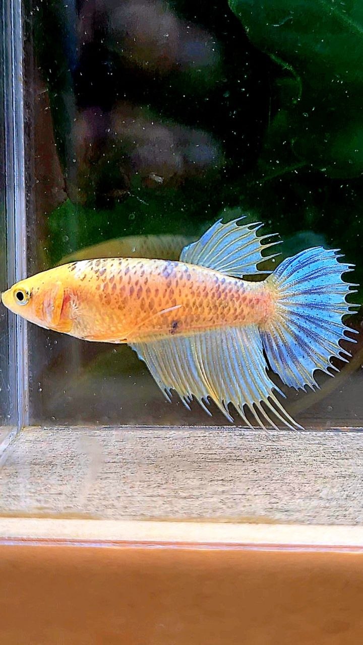 FEMALE CROWNTAIL YELLOW FANCY BETTA FISH
